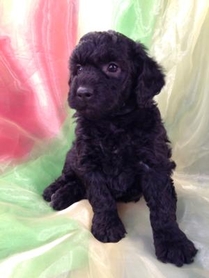All Black Female Mini Goldendoodle Puppy for Sale DOB 9-7-15